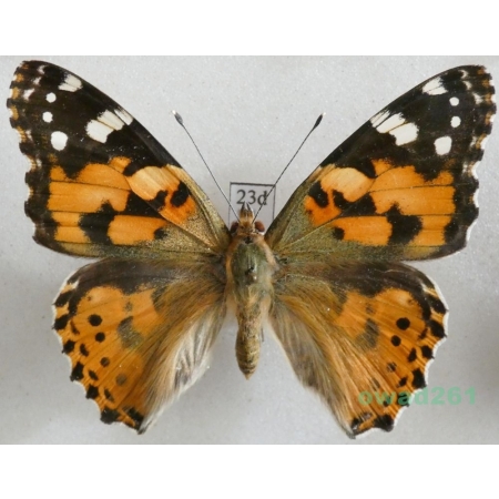 Vanessa cardui (Linnaeus, 1758) ex. ovo, Rusałka osetnik Czech23d